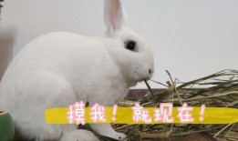 兔子日常爆料视频大全下载,揭秘兔子家族的欢乐时光