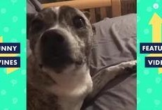 抖音幽默爆料视频大全最新,幽默爆料视频大盘点，笑出腹肌的欢乐时光！