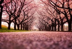 樱花千代王爆料视频大全,视频大全揭秘幕后真相