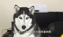 哈士奇游戏爆料视频,神秘元素与刺激冒险即将开启！