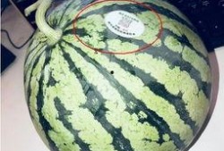 拉萨网红吃瓜,揭秘当地美食背后的故事