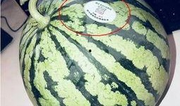 拉萨网红吃瓜,揭秘当地美食背后的故事