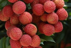 老挝山楂爆料视频大全,揭秘神秘民族风情
