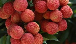 老挝山楂爆料视频大全,揭秘神秘民族风情