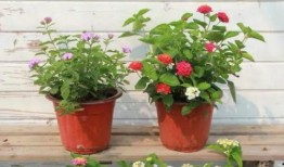 老穆哥最新爆料消息视频,最新爆料视频深度解析