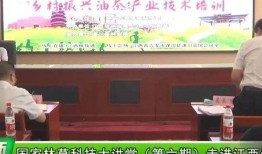 最新茶叶爆料新闻,神秘新品亮相，传统茶文化焕发新活力